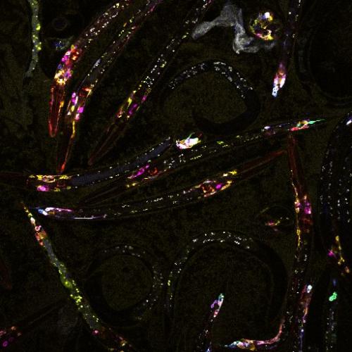 Visualization of neurons in adult worms with multicolor membrane-bound reporters