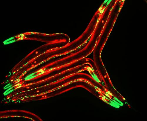 Cholinergic motor neurons