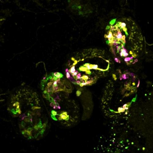 Visualization of neurons in embryos with multicolor membrane-bound reporters