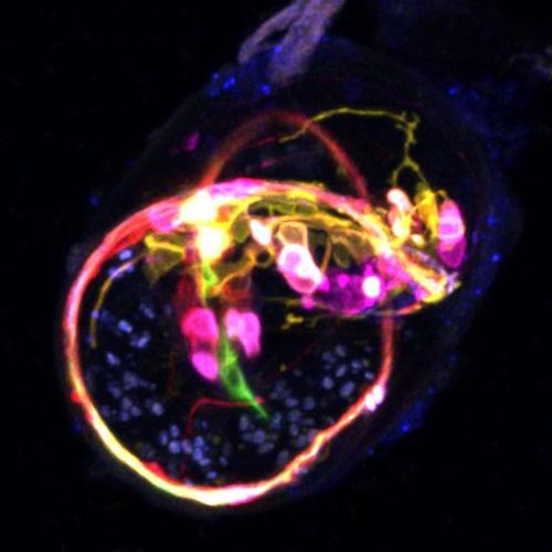 Visualization of neurons in embryos with multicolor membrane-bound reporters