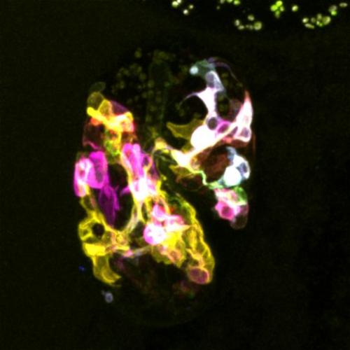 Visualization of neurons in embryos with multicolor membrane-bound reporters