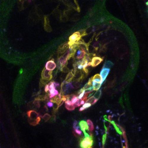Visualization of neurons in embryos with multicolor membrane-bound reporters