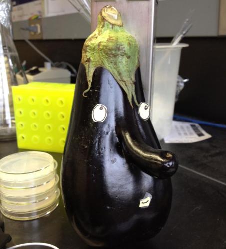 Mr.Eggplant whistling