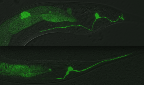 PHC male (upper) and hermaphrodite (lower)