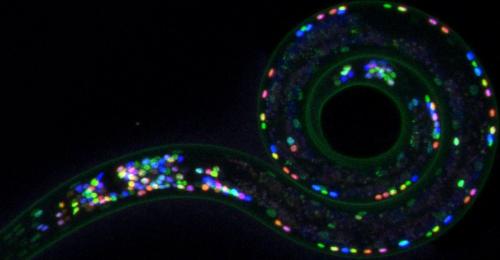 Visualization of neurons in a dauer worm with multicolor NeuroPAL reporter 