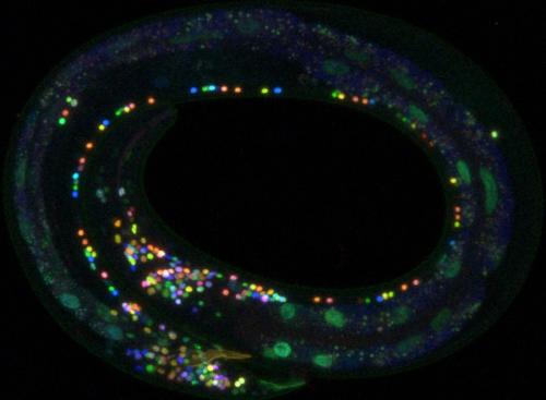 Visualization of neurons in a male worm with multicolor NeuroPAL reporter 