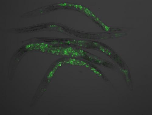 Germ cells reprogrammed to neurons