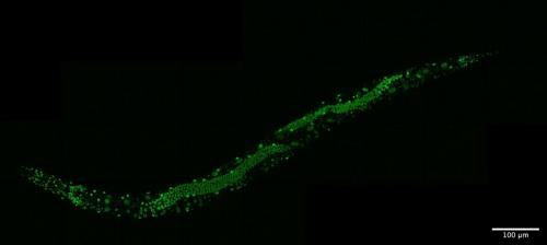 NONO-1::GFP