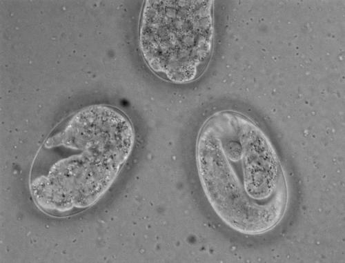 Penguin Embryo