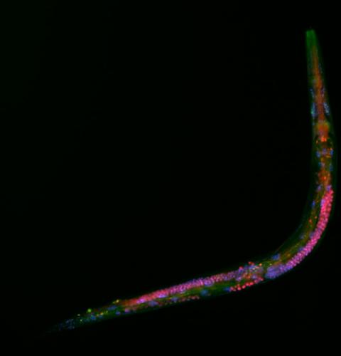 HIM-3(red) and DAPI (blue) staining and in lin-53(0)